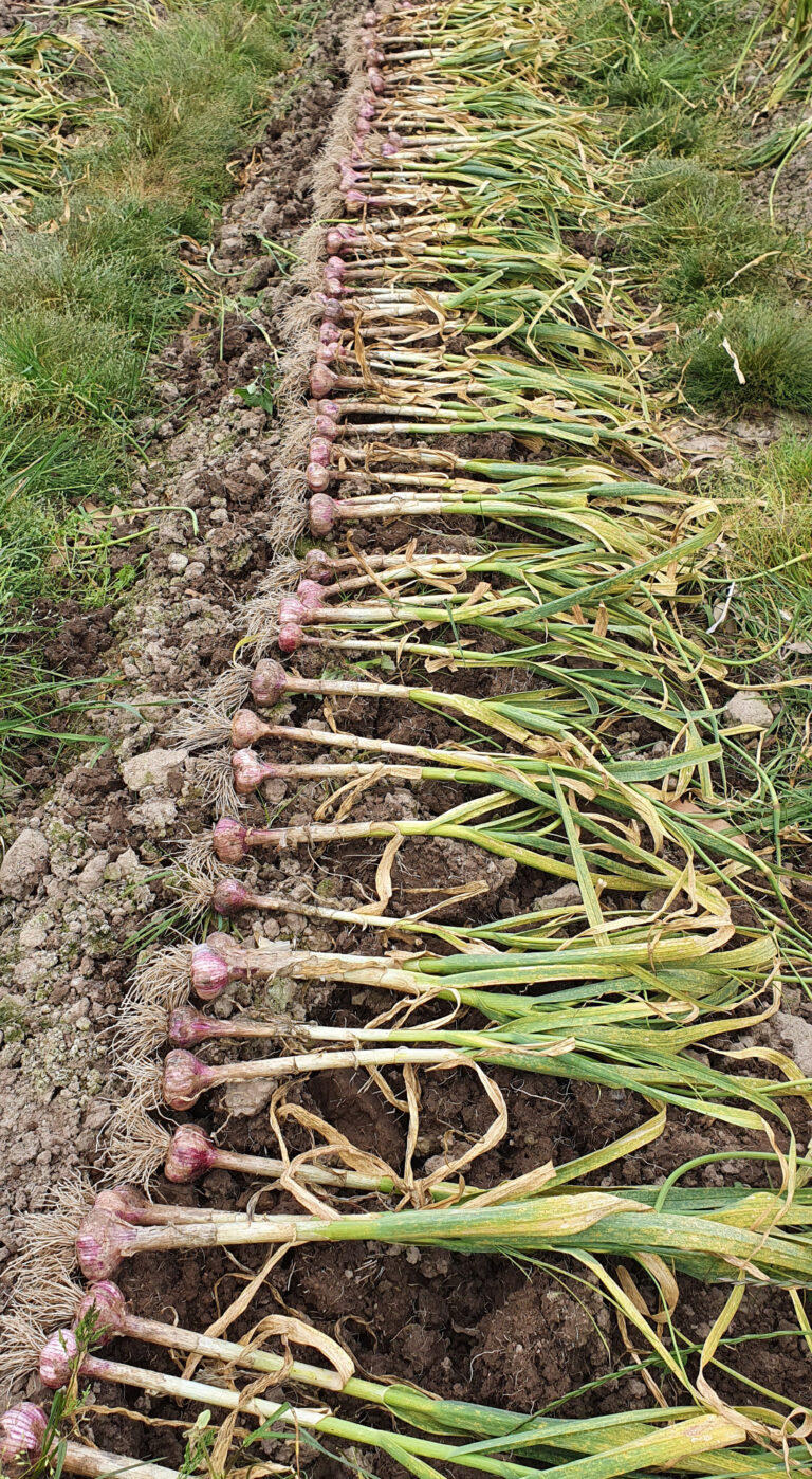 Garlic drying in the sun 768x1398